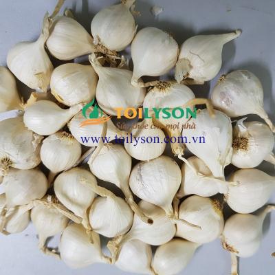 Tỏi 3 tép (Tam tài) Lý Sơn Tỏi 3 tép (Tam tài) Lý Sơn